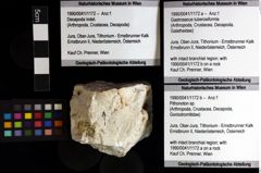 Foto (Objket + Etiketten) von Pithonoton sp. 